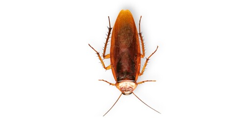 cockroach isolated on white background
