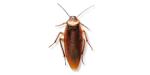 cockroach isolated on white