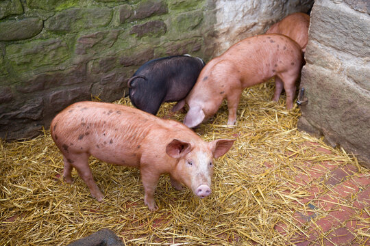 Piglets in a traditional brick pig sty, UK