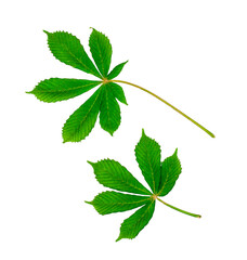 Horse-chestnut leaves, isolated on a white background.