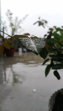 Raindrop in levees video HDR nature vertical shot