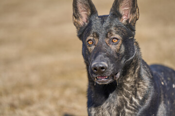Portrait of a beautiful German Shepherd dog on a meadow on a sunny autumn day on a farm in Skaraborg Sweden