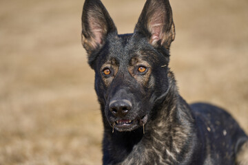 Portrait of a beautiful German Shepherd dog on a meadow on a sunny autumn day on a farm in Skaraborg Sweden