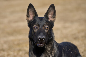 Naklejka premium Portrait of a beautiful German Shepherd dog on a meadow on a sunny autumn day on a farm in Skaraborg Sweden