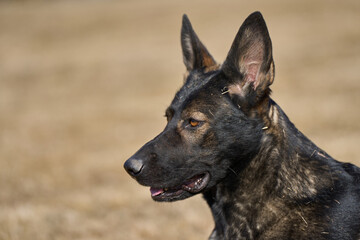 Portrait of a beautiful German Shepherd dog on a meadow on a sunny autumn day on a farm in Skaraborg Sweden