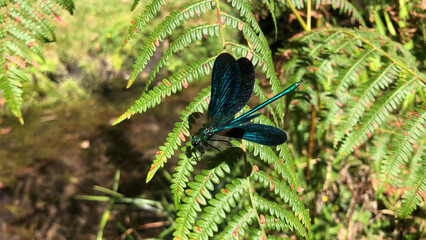Blue dragonfly with open wings basking in the sun in its natural environment, Gerês, Portugal