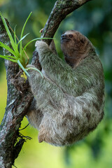 Cute sloth hanging on tree branch, portrait of wild animal in the Rainforest of Costa Rica , Bradypus variegatus, brown-throated three-toed sloth,