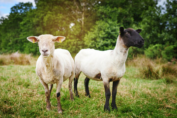 Nature, grass and sheep on farm in outdoor, countryside and pasture environment for production business. Animal, field and livestock agriculture for farming or slaughter, sustainability and wool.
