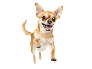 Obraz premium Full body shot of Chihuahua dog, running happily, smiling.