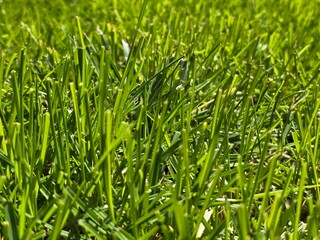 green grass background under daylight 