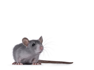 Cute detailed portrait of a young blue rat, standing facing front.  Looking curious beside camera. Isolated on a white background.