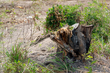 The only remains of the tree are the stump. Trees that were cut down and thrown away. Green grass surrounds the open space.