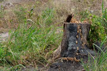 The only remains of the tree are the stump. Trees that were cut down and thrown away. Green grass surrounds the open space.
