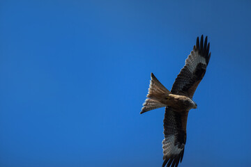 Red Kite against the sky.