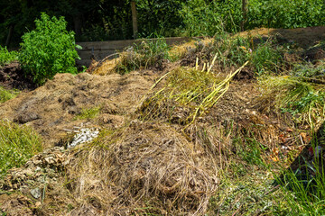 Tidying up the garden, a large compost heap of various plants and vegetables