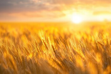Fototapeta premium Golden wheat field basking in warm sunlight with a beautiful sunrise in the background, symbolizing abundance and nature's beauty.