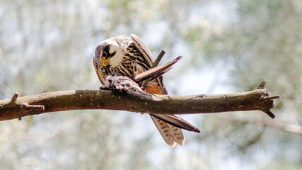 spotted woodpecker on branch