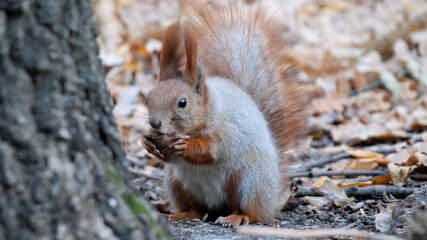 squirrel in the forest