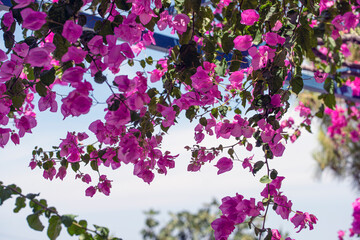 flowers in the garden, greece,agistri,grekland,summar, Mediterranean,Mats