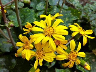 Ligularia (leopard plant) yellow flower & big green leaves herbaceous perennial plant of sunflower family. Colorful yellow summer flower Ligularia in floral garden. Large green leaves & yellow flowers