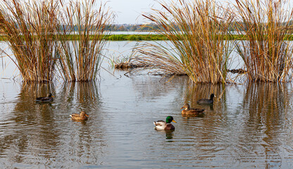 Landscape in the countryside by the lake on a sunny October day. A quiet place to relax by the water.