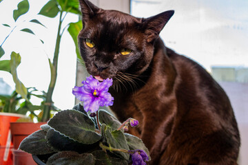 brown cat with yellow eyes bites a purple violet flower on the windowsill, portrait

