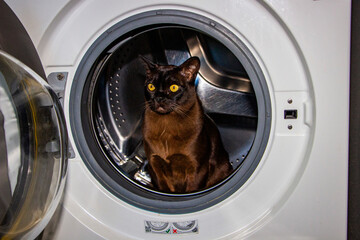 brown cat sitting in the hatch of the washing machine, looking out, interested, European Burmese, 
