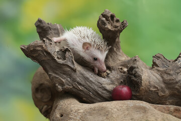 A young hedgehog is ready to eat a Barbados cherry fruit that has fallen to the ground. This mammal...