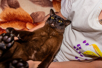brown cat lying on its back on the bed, hind legs up, big yellow eyes, handsome, European Burmese