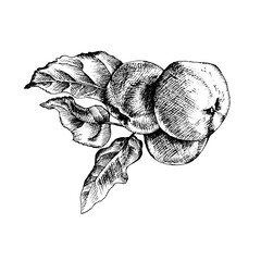 hand drawn illustration of a branch of apple