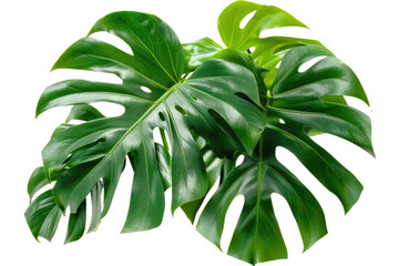 Monstera leaves leaves with Isolate on white background with clipping path. PNG