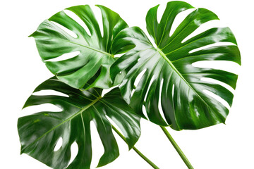 Monstera leaves leaves with Isolate on white background with clipping path. PNG