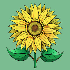 Fototapeta premium vector illustration of sunflower
