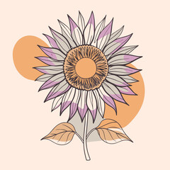 Fototapeta premium vector illustration of sunflower