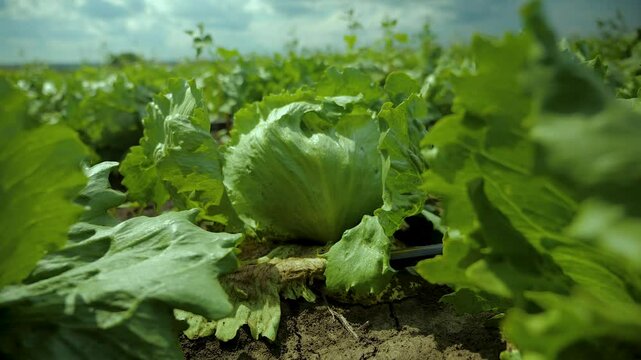 farm and agriculture in ukraine. fields with greens, cabbage, lettuce and salads for sale. fresh eco vegetables under the open sky