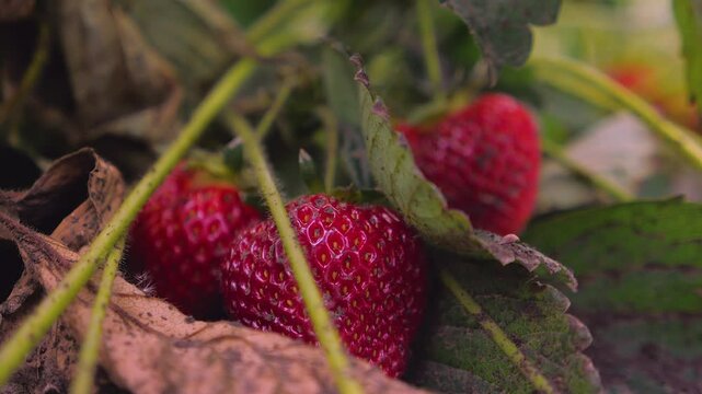 harvest from ripe organic strawberry bush. agriculture in ukraine. fruit farm. strawberry fields