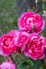 Obraz premium pink blooming peonies on green background