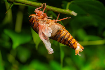 freshly fledged cicadas hanging on leaves at horizontal composition