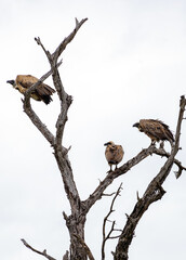 White-backed African vulture. Three 3 birds on dry branch. Kruger National Park, South Africa. Animal wildlife bird background. Safari at savanna. 
