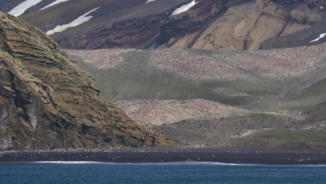 Penguin Colony Antarctica Hundred Thousand Pairs On Island Deception Bay From Ship Wide View Natural Habitat Ocean