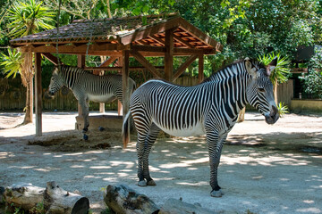 Zebra in the zoo, Thailand. 