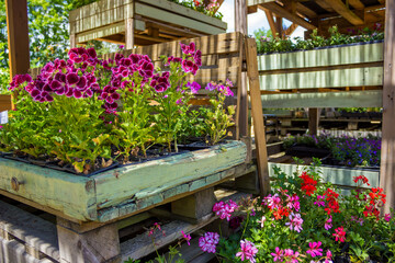 Selling of flower seedlings on an organic farm. Plants in a pots near high beds