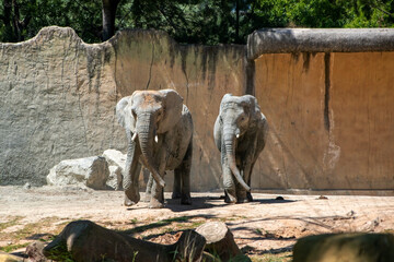 Elephant in the zoo. Animal in the park. Animals in the zoo.