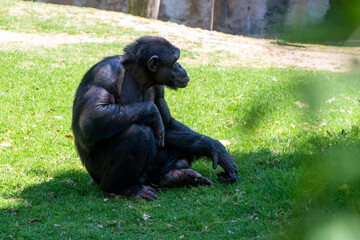 Chimpanzee sitting on the green grass in the park.