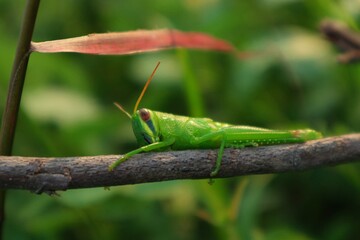 green leaf grasshoppers perched on twigs