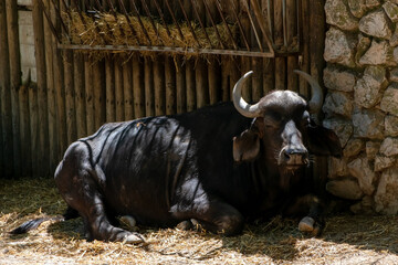 African buffalo in the paddock of an animal farm. Black buffalo in the paddock
