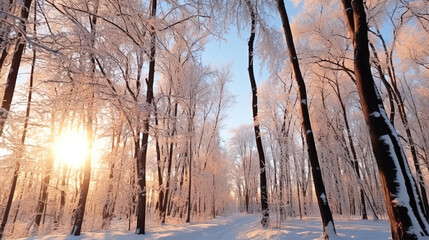 Snow-covered forest in winter with tall trees and a clear sky