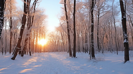 Snow-covered forest in winter with tall trees and a clear sky