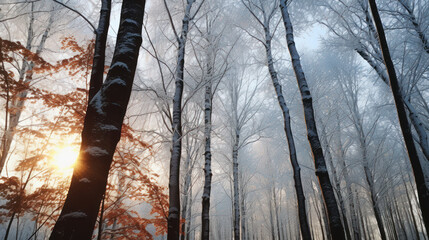 Snow-covered forest in winter with tall trees and a clear sky