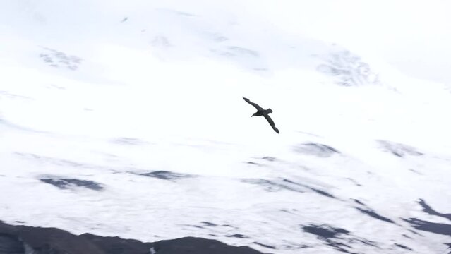 Albatross Flying Antarctica Snow Ice Glaciers Arctic Bird in Flight Ocean Wildlife